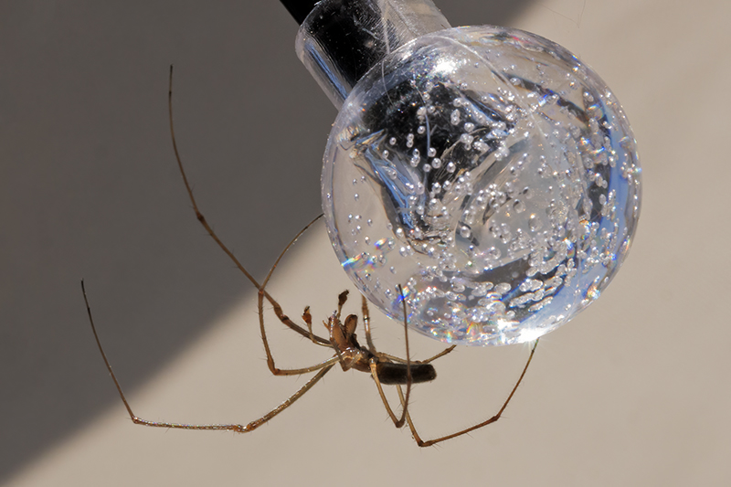 Tetragnata sp.?